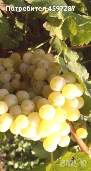 Продавам грозде, снимка 1