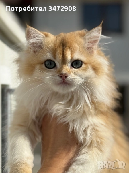 Британски котета, снимка 1
