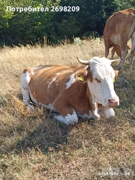 Крава и юница, снимка 1