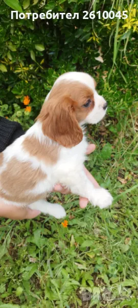 Кавалер Кинг Чарлз шпаньол, снимка 1