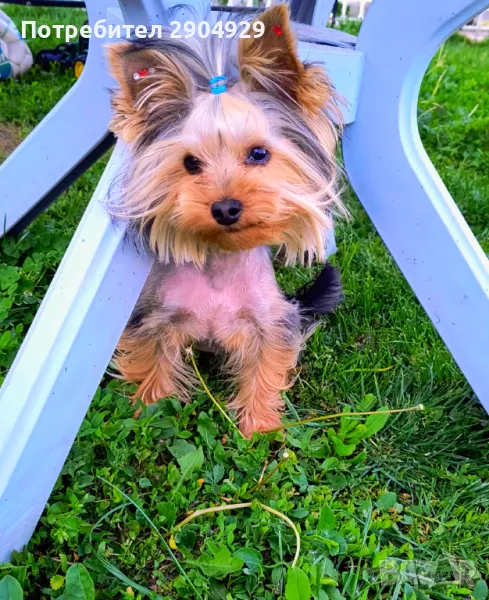 Мини Йоркширски териер , снимка 1