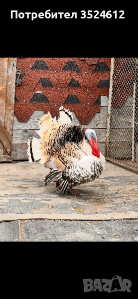 Продавам фиток и чифт токачки , снимка 1