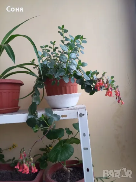 Каскадно каланхое, снимка 1