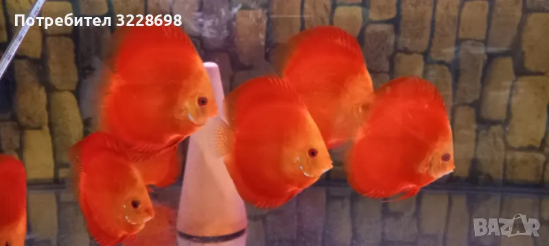 Дискуси, снимка 1