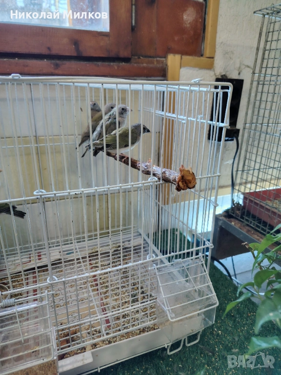 Гулдови амадини , снимка 1