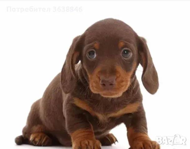 Дакел,дакели, снимка 1