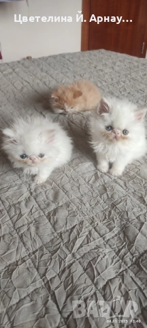 Персийски котета екстремал 