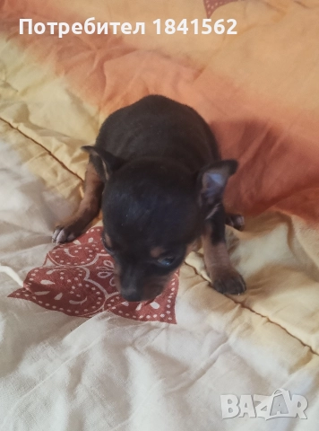 Продават се, снимка 3 - Пинчер - 52944449