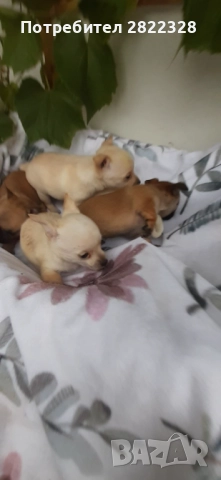 Продавам чихуахуа 