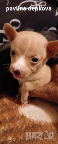 Продава,се чистокръвен мини пинчер, снимка 3 - Пинчер - 52876319