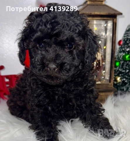 Пудел мини мини , снимка 2 - Пудели - 52754833