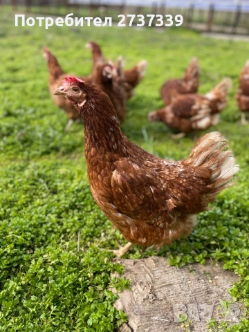 Кокошки ломан браун