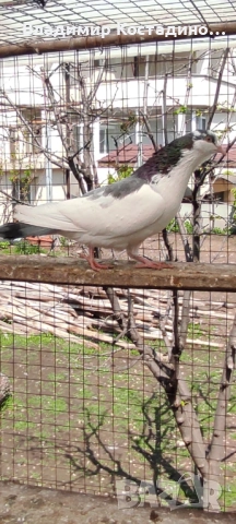 Пазарджишки високошетци, снимка 10 - Гълъби - 52429952