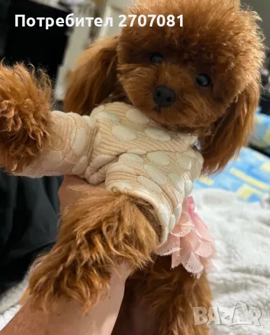 Той пудели, снимка 9 - Пудели - 48840560