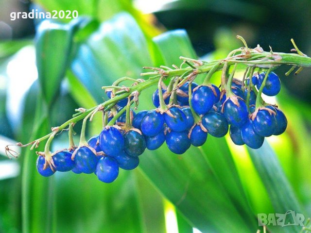 Офиопогон, Японска Момина сълза (Ophiopogon) Цена за 1 саксия 8,50, снимка 2 - Градински цветя и растения - 31609981