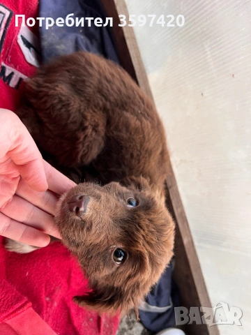 Подарявам две мъжки кученца , снимка 3 - Други - 53148045