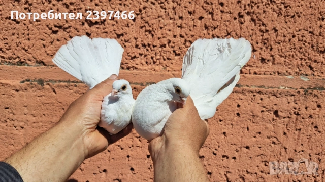 Бели преметачи, снимка 2 - Гълъби - 53213100