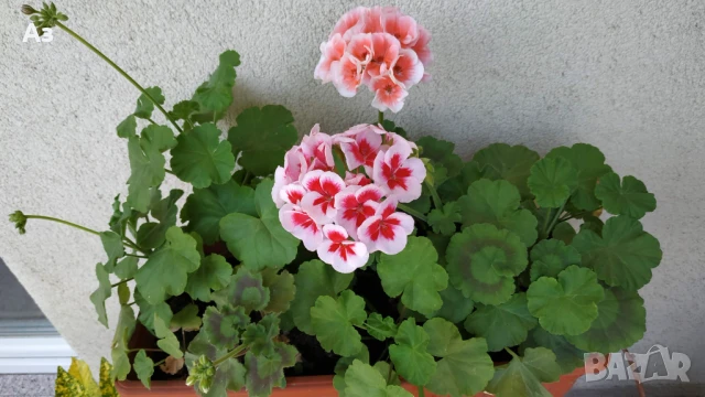 Продавам български цветя Мушкато, в сандъчета, снимка 7 - Стайни растения - 51084563