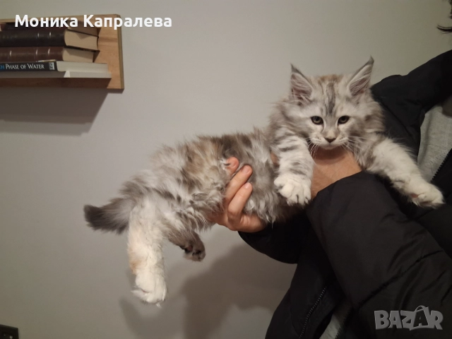 Мейн кун - последно женско котенце, снимка 3 - Мейн кун - 52864469