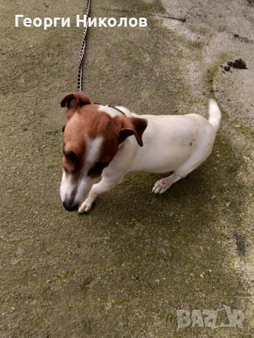 Джак Ръсел , снимка 2 - Джак ръсел териер - 52861203