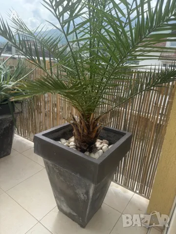 Растение ЮКА, кактус, алое вера, палма , снимка 7 - Стайни растения - 50024218