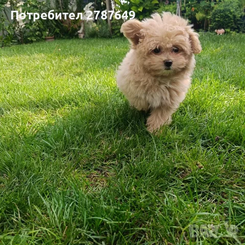 Малтипу(Maltipu)момиче, снимка 5 - Пудели - 56038348