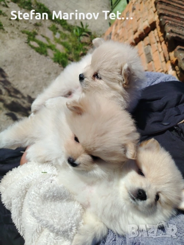 Померани малки кучета, снимка 7 - Померан - 54328544