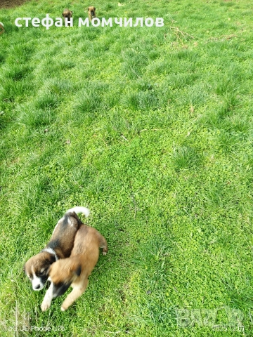 подарявам , снимка 6 - Други - 52387377