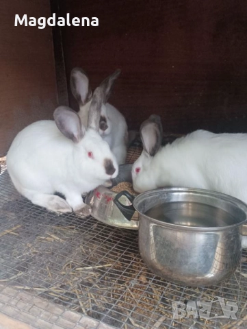 Калифорнийски зайчета 