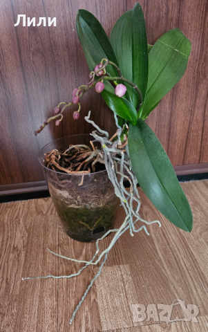 Орхидея фаленопсис мултифлора, снимка 2 - Стайни растения - 44762285