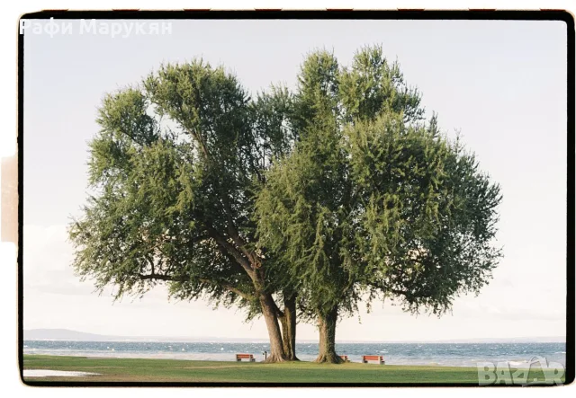 ЛЕГЕНДАРНИЯТ "OLYMPUS OM-2"- перфектен филмов комплект, снимка 8 - Фотоапарати - 55974064
