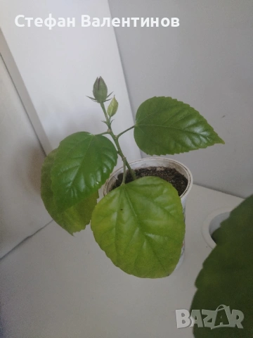 Хибискуси/китайски рози с едри кичести цветове, снимка 9 - Стайни растения - 52044964