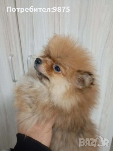 Продавам померани 