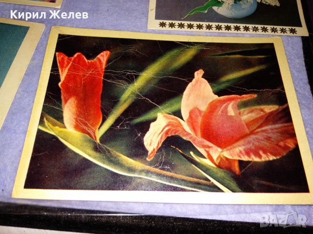 ЛОТ 4 Стари ПОЩЕНСКИ КАРТИЧКИ ФЛОРАЛНА ТЕМАТИКА ЦВЕТЯ ПРОЛЕТ 36015, снимка 2 - Филателия - 39421390