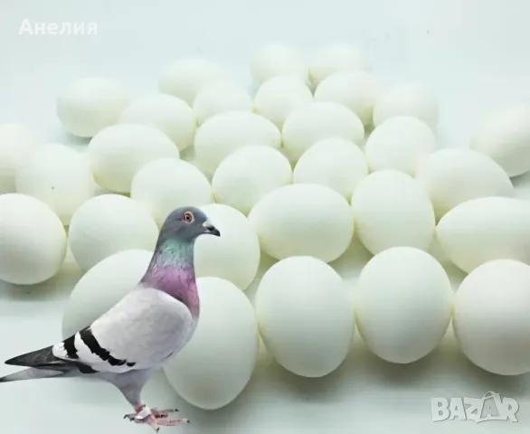 Фалшиви яйца за гълъби