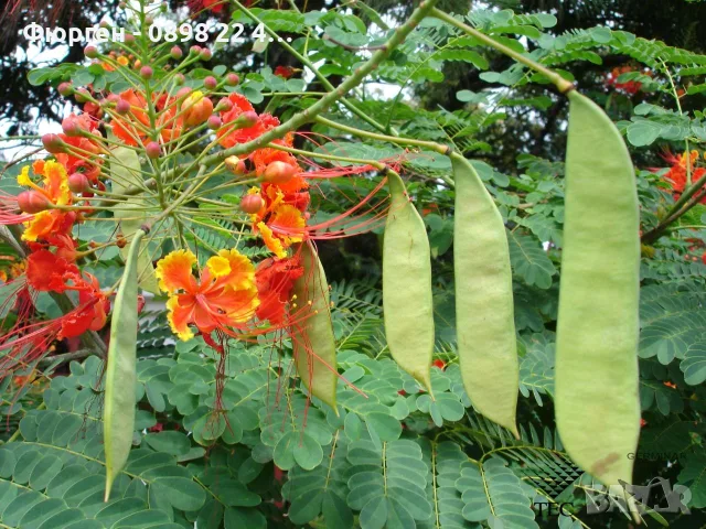 Цезалпиния пулхерима – Caesalpinia pulcherrima, снимка 4 - Разсади - 55863674