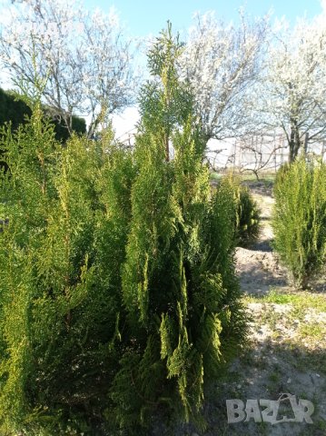 Източна туя , вечнозелена, снимка 7 - Градински цветя и растения - 39556021