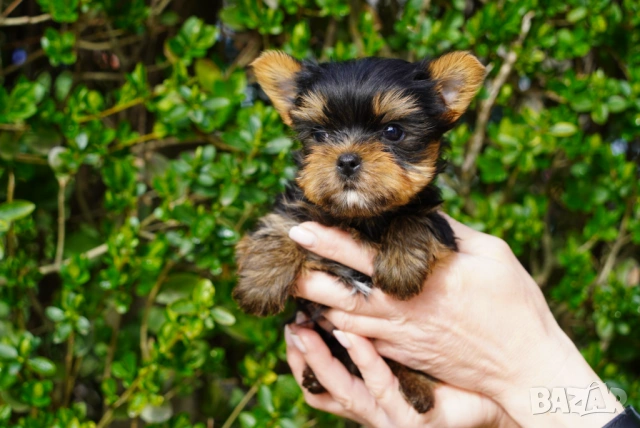 Йоркширски териер , снимка 9 - Йоркширски териер - 54005865