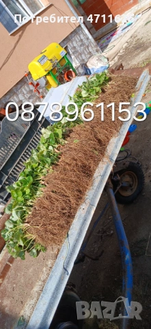 Разсад ягоди и малини , снимка 5 - Разсади - 53290171