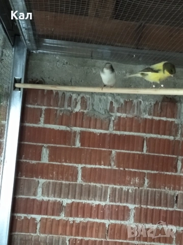 Канарче, снимка 5 - Канари - 53342397