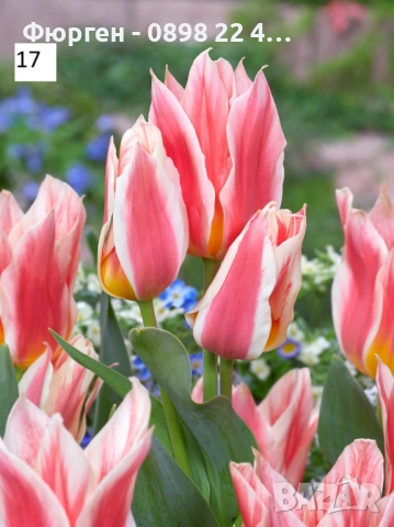 Луковици на лалета, снимка 4 - Разсади - 51436409