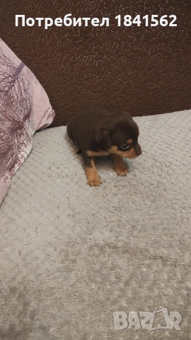 Продават се пинери, снимка 7 - Пинчер - 53890788