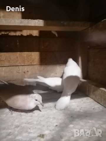 Гугутки смеещисе , снимка 3 - Гълъби - 52597513
