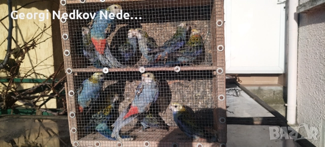 Продавам жълтоглави розели , снимка 2 - Папагали - 52907206