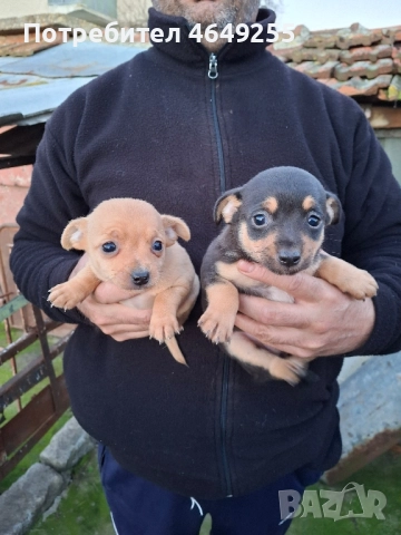 Малки кученца(пинчери), снимка 3 - Пинчер - 52390703