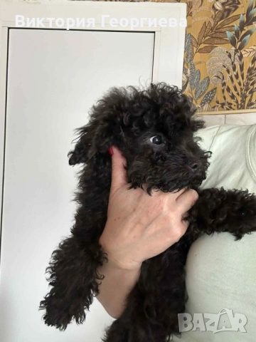 Мини Пудел , снимка 6 - Пудели - 53316077