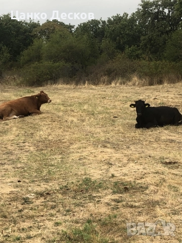 Стадо крави, снимка 12 - Крави - 51846249