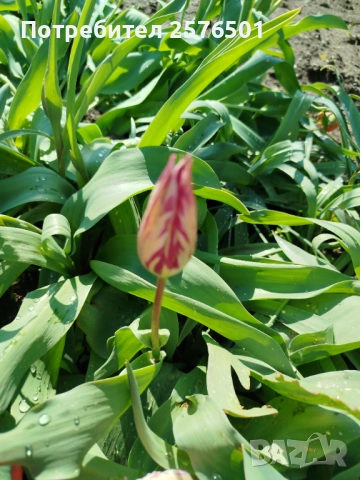 Продавам луковици от пролетни цветя - лалета, нарциси, зюмбюли....., снимка 7 - Градински цветя и растения - 52896351