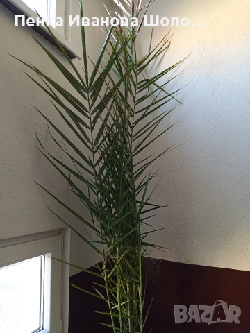 Финикова палма, снимка 2 - Стайни растения - 52919850