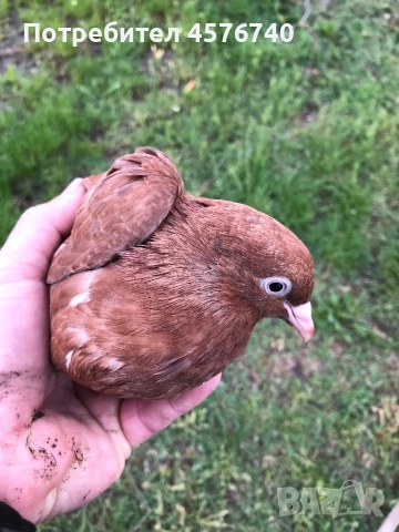 Продавам въртящи гълъби , снимка 1